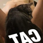 cat on cat porn photos