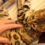 Pussycat Ontspannen Tussen Je Benen... is Dit Niet De Beste Vakantie Ooit?