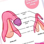 Be Her Best Lover by Giving Her Clit a Blowjob