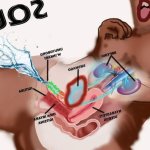 FEMALE SQUIRTING AND SEXUAL PLEASURE How are the fluids Produced Secrets of Female Ejaculation