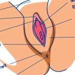 Female Anatomy Lesson For Squirting