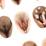 Anatomy The Vulva Gallery