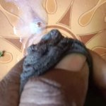 Indian Bong Masturbate for Tamil Friends Wife with Lots of Cum: Desi Cumshot Masturbation Gay Porn