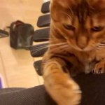 Furry pussycat toy review. Heres a toy that will make you jump for joy! Porn Videos