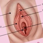 How to Eat a Pussy that Will Make Her Beg for More 2026 Guide