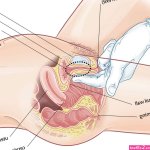 Qué es la Eyaculacin Femenina o Squirting?
