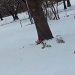 The boys running in the snow almost naked