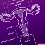 Vagina Anatomy 101